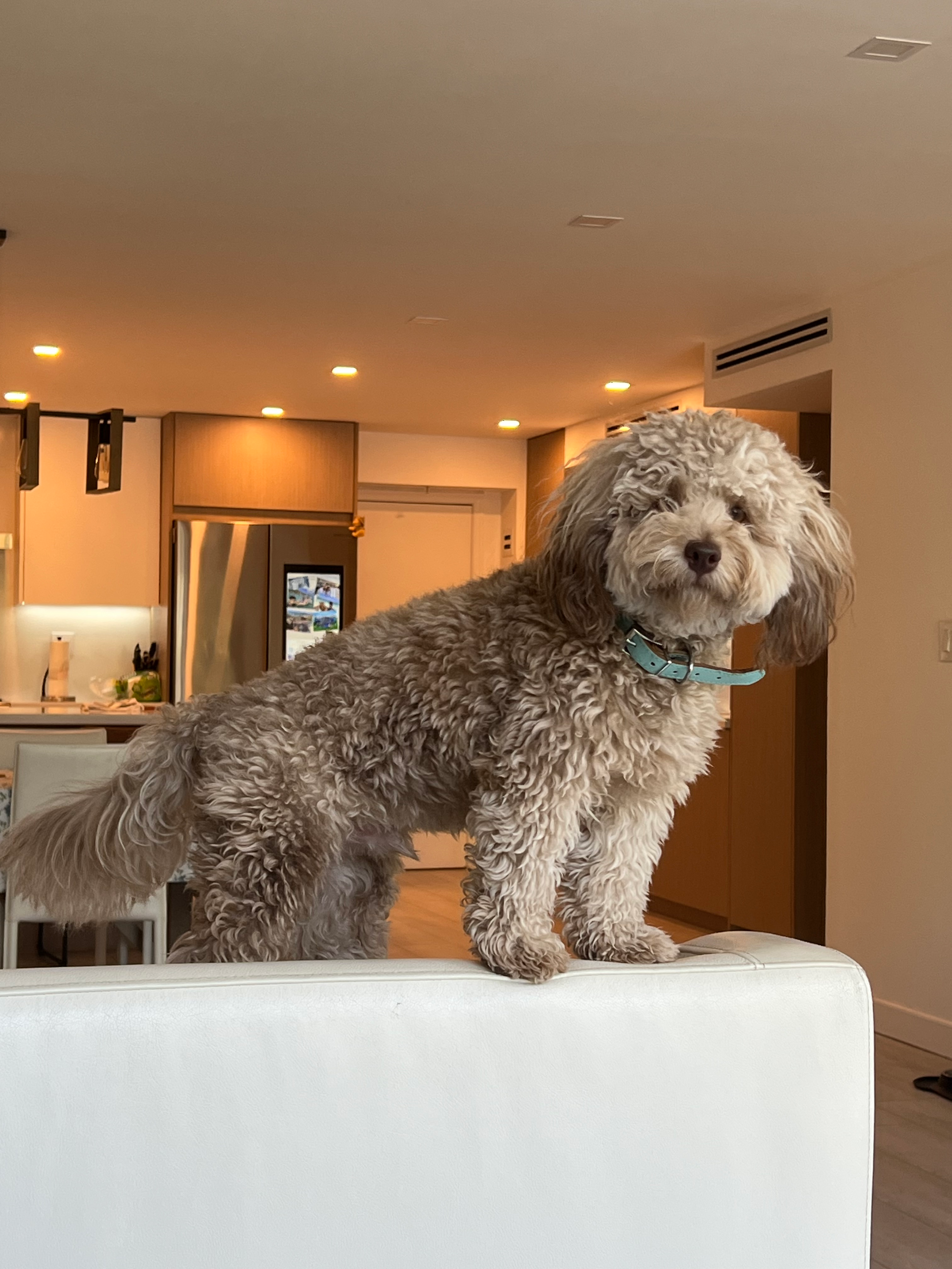 Small Mini Labradoodle Baby