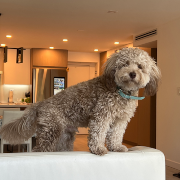 Mini Labradoodle Being Cute