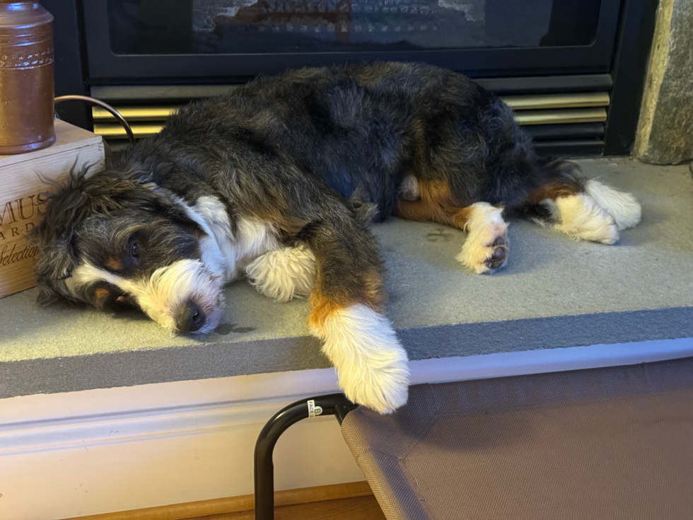 Small Mini Bernedoodle Pup in