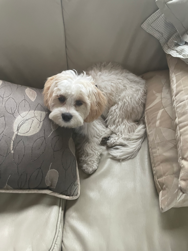 Friendly Cavachon Pup in Anaheim CA