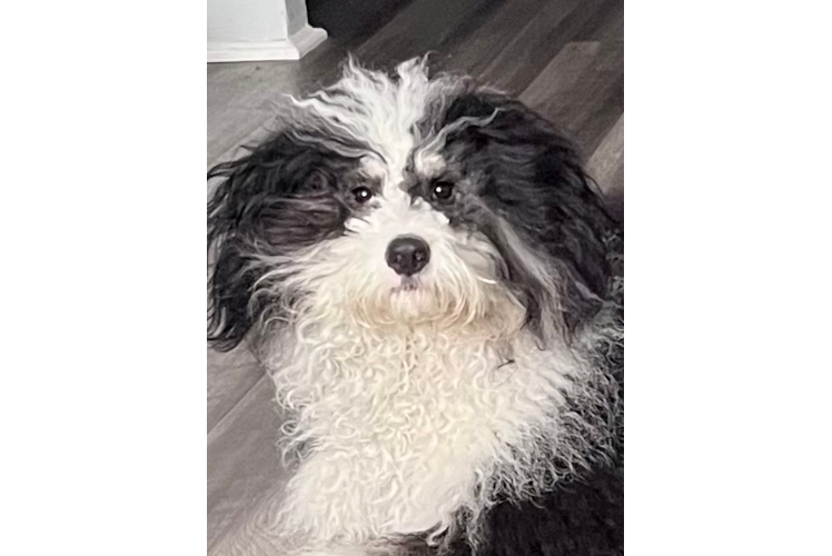 Smart Mini Bernedoodle Poodle Mix Pup