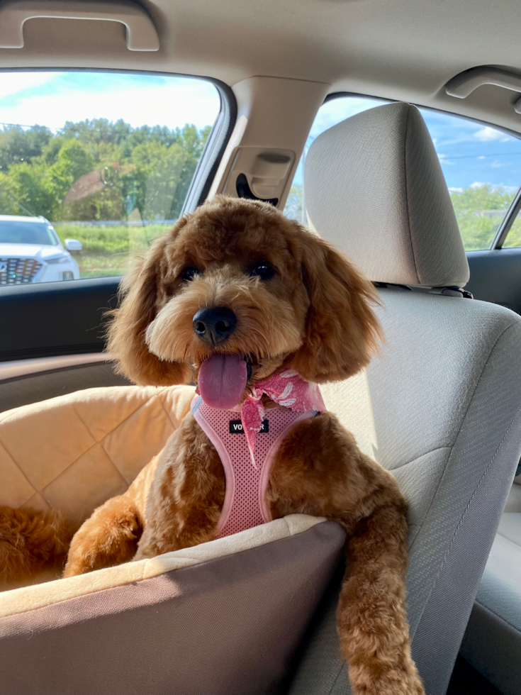 Smart Mini Goldendoodle Poodle Mix Pup