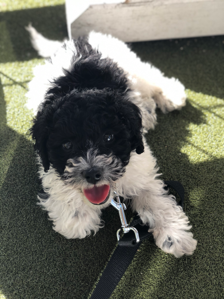 Adorable Cavoodle Poodle Mix Pup