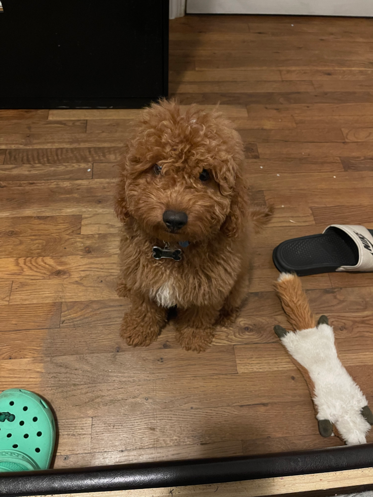 Happy Mini Goldendoodle Pup in