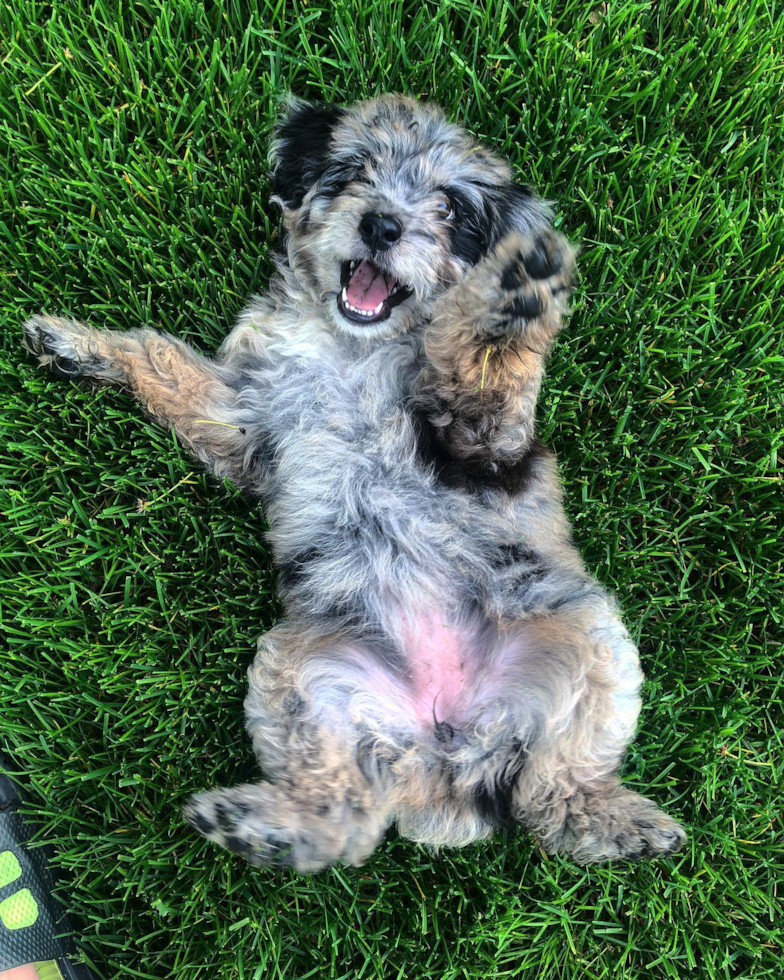 Hypoallergenic Aussiepoo Poodle Mix Pup