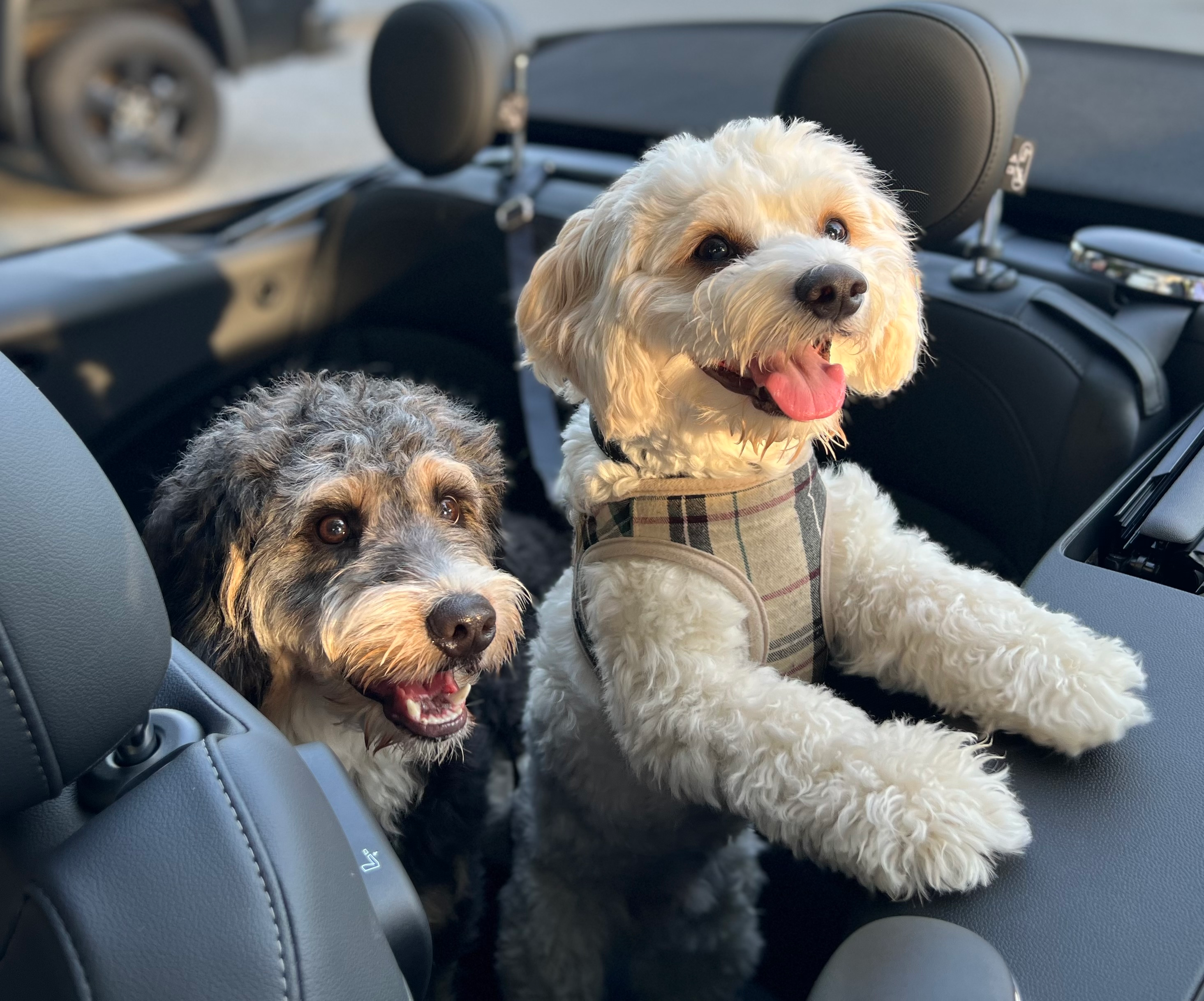 Best Cavachon Baby