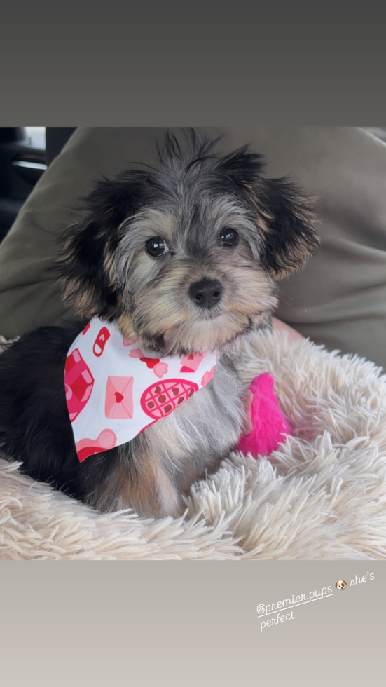 Funny Morkie Designer Pup