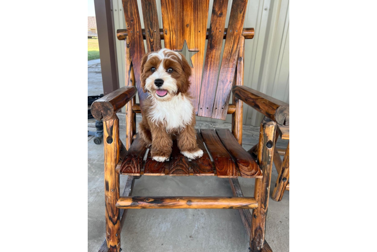Energetic Cavoodle Poodle Mix Puppy
