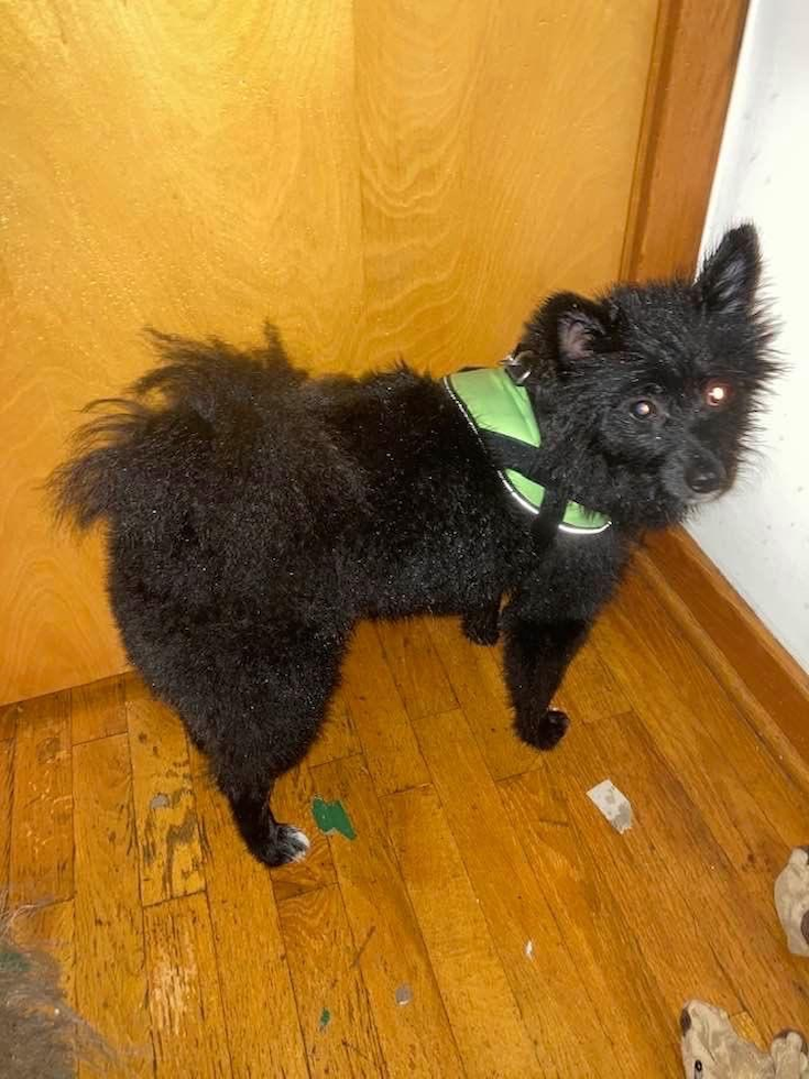 Akc Registered Pomeranian Purebred Pup