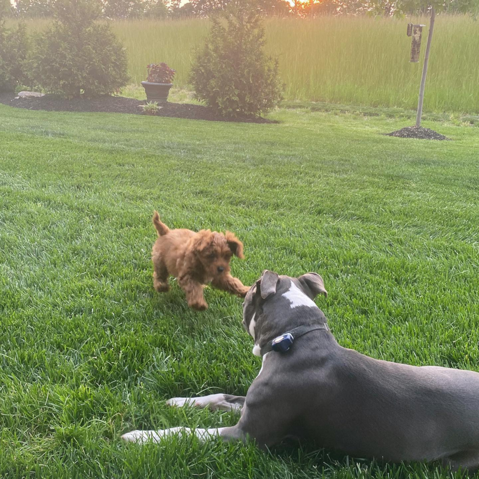 Petite Cockapoo Poodle Mix Pup