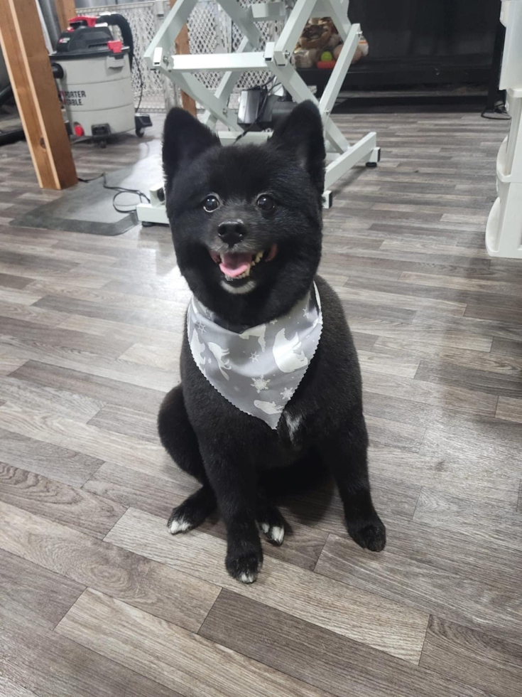 Pomeranian Being Cute