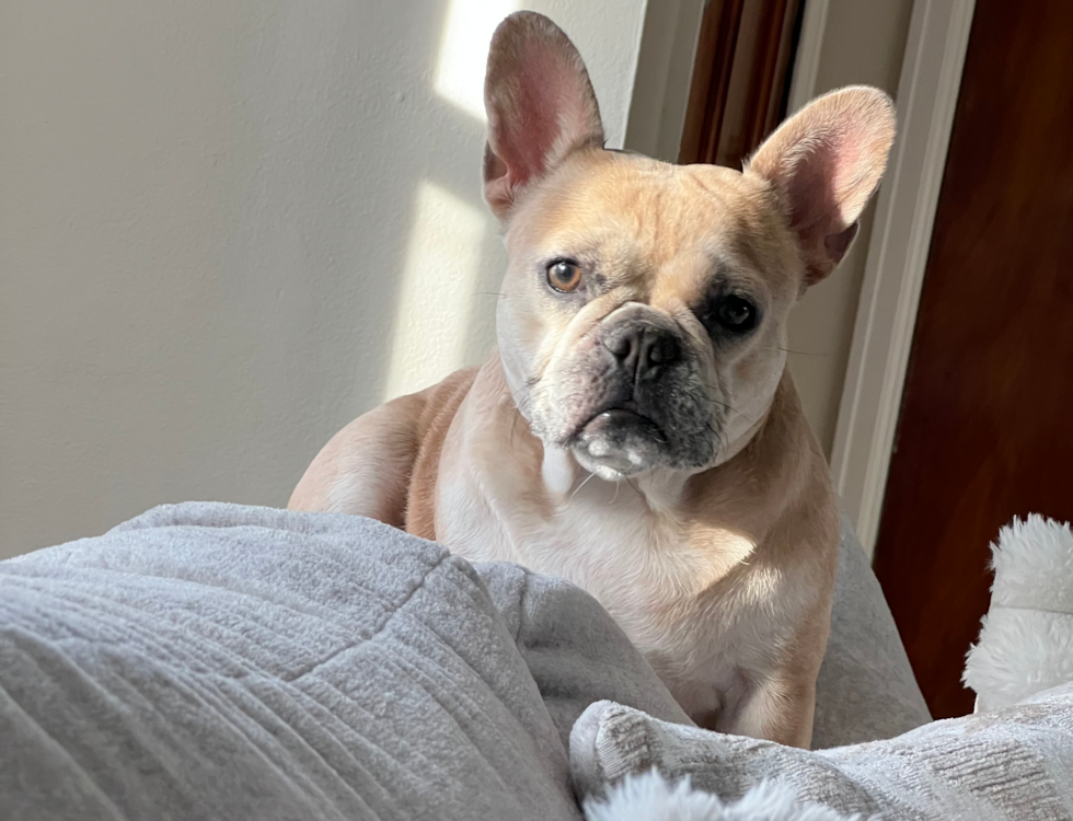 Akc Registered French Bulldog Pup