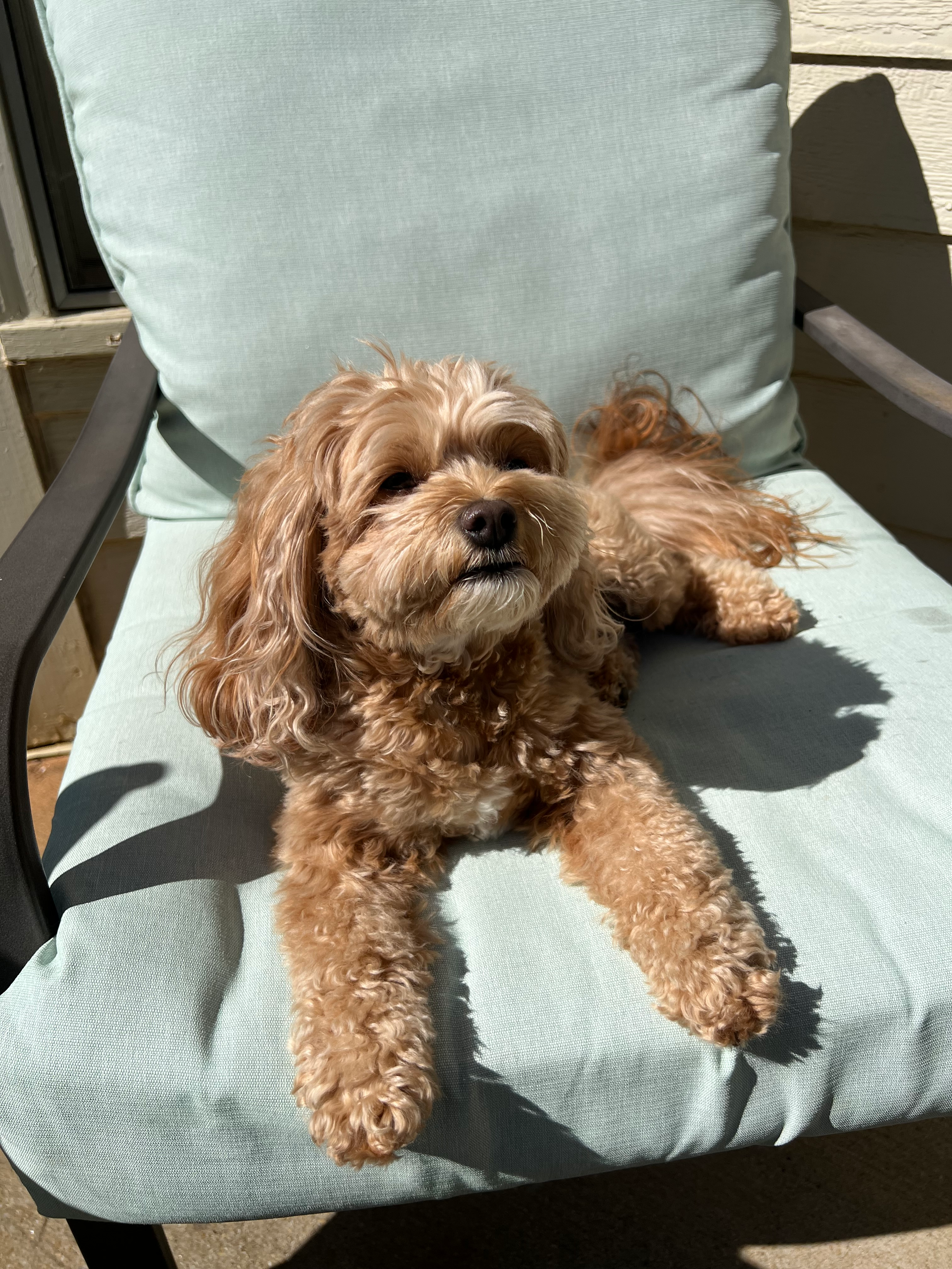 Cavapoo Pup Being Cute