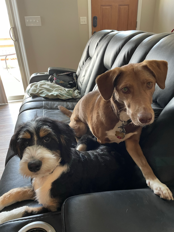 Small Mini Bernedoodle Pup