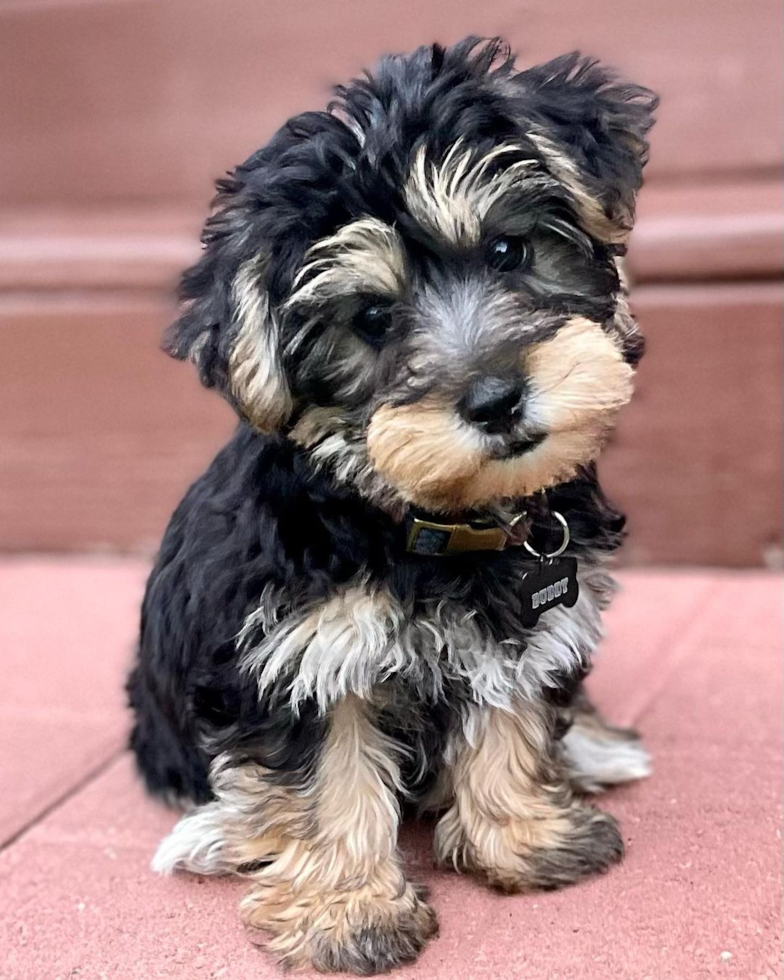 Holland Yorkie Chon Pup
