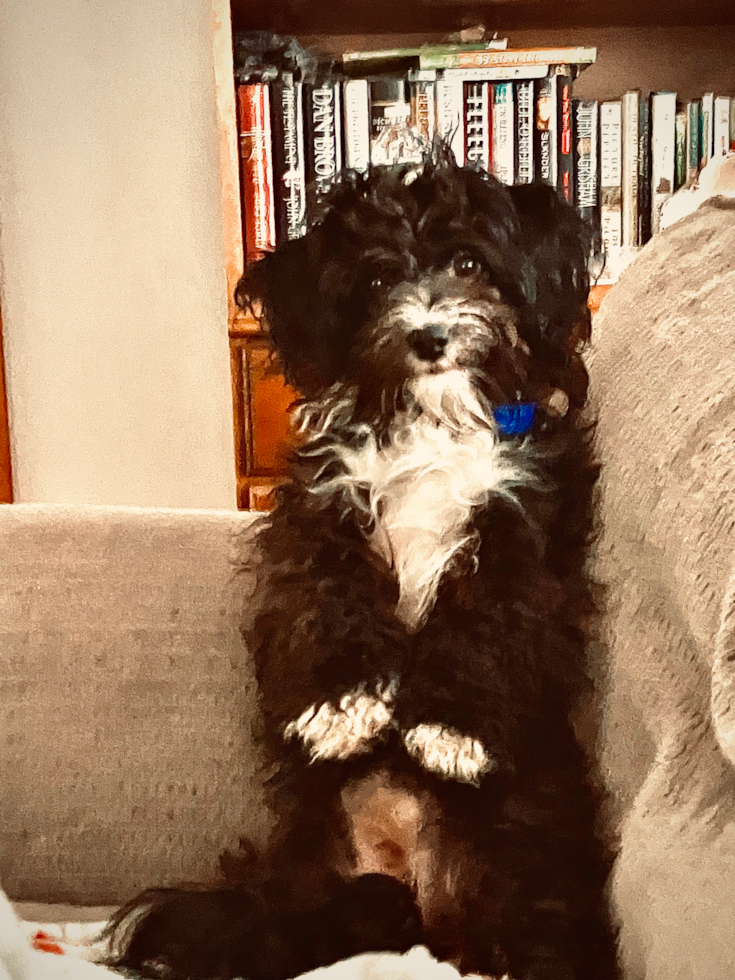 Friendly Aussiechon Pup in