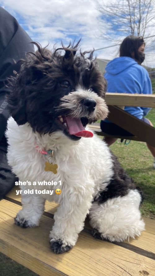Fluffy Shih Poo Poodle Mix Pup