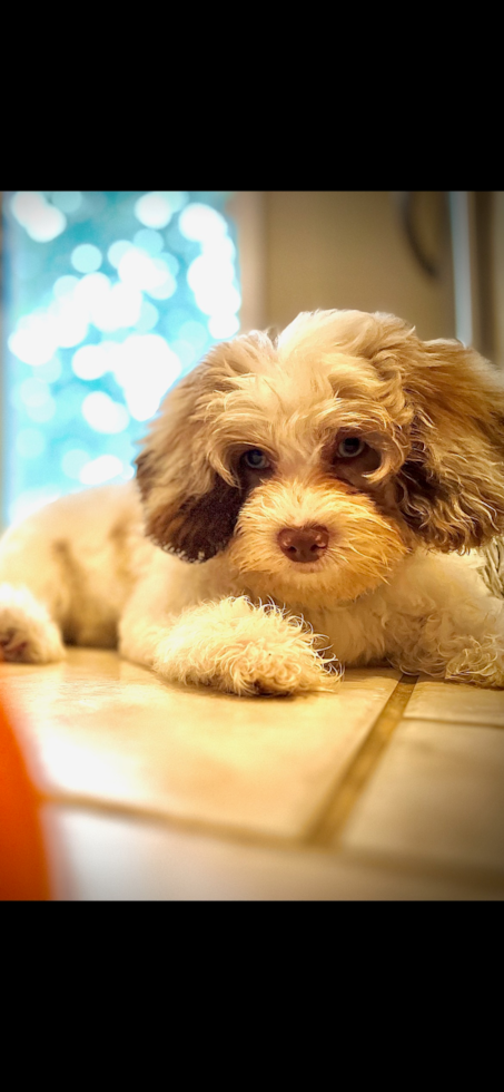 Popular Shih Poo Poodle Mix Pup