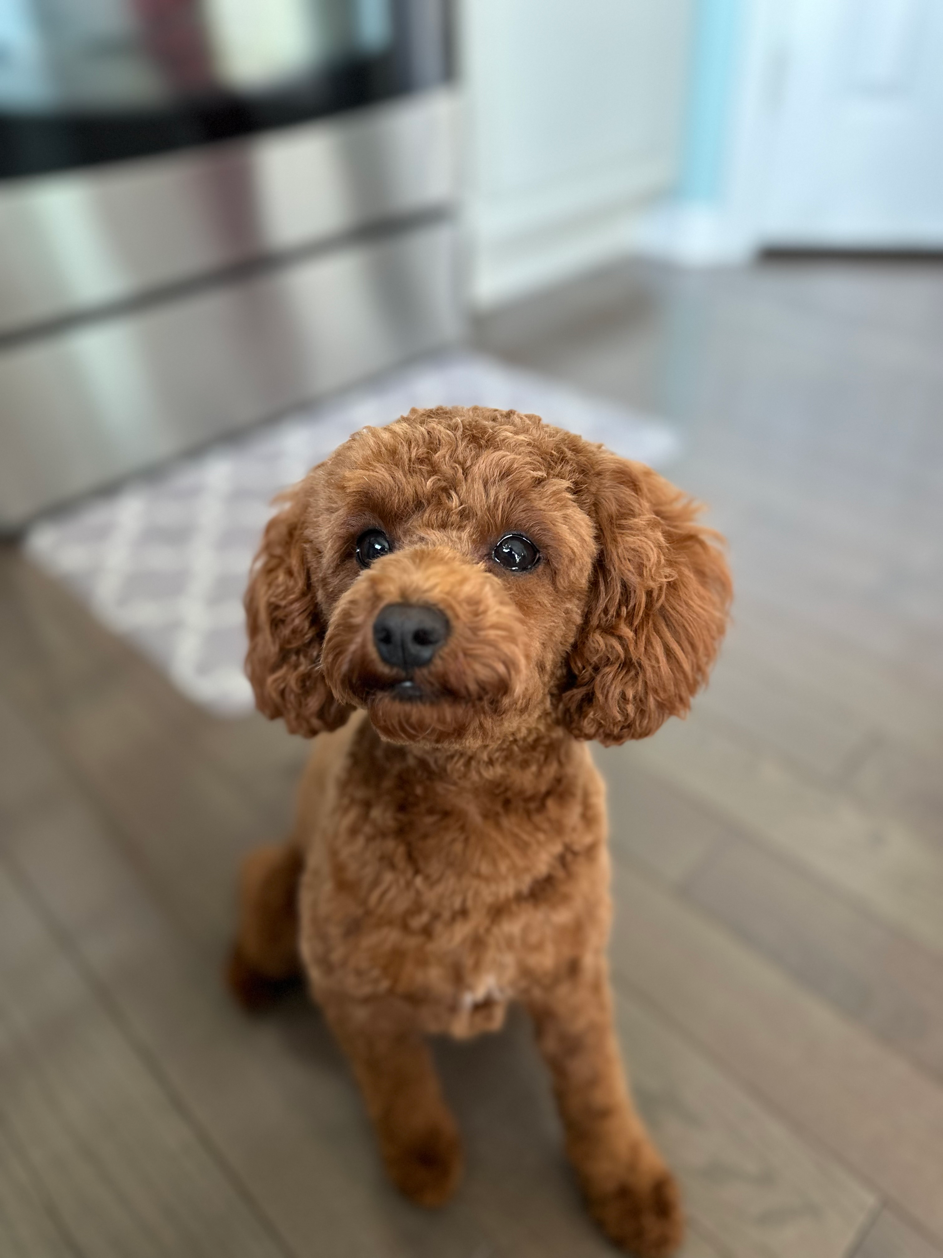 Happy Cavapoo Baby