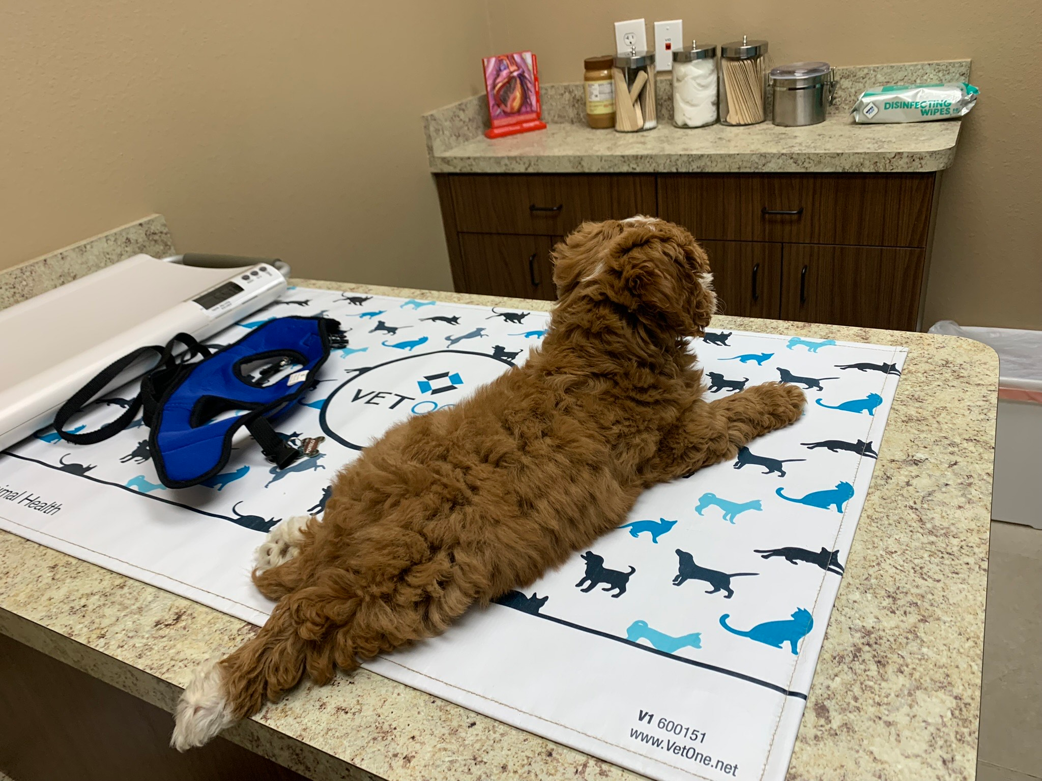Funny Mini Goldendoodle Poodle Mix Pup