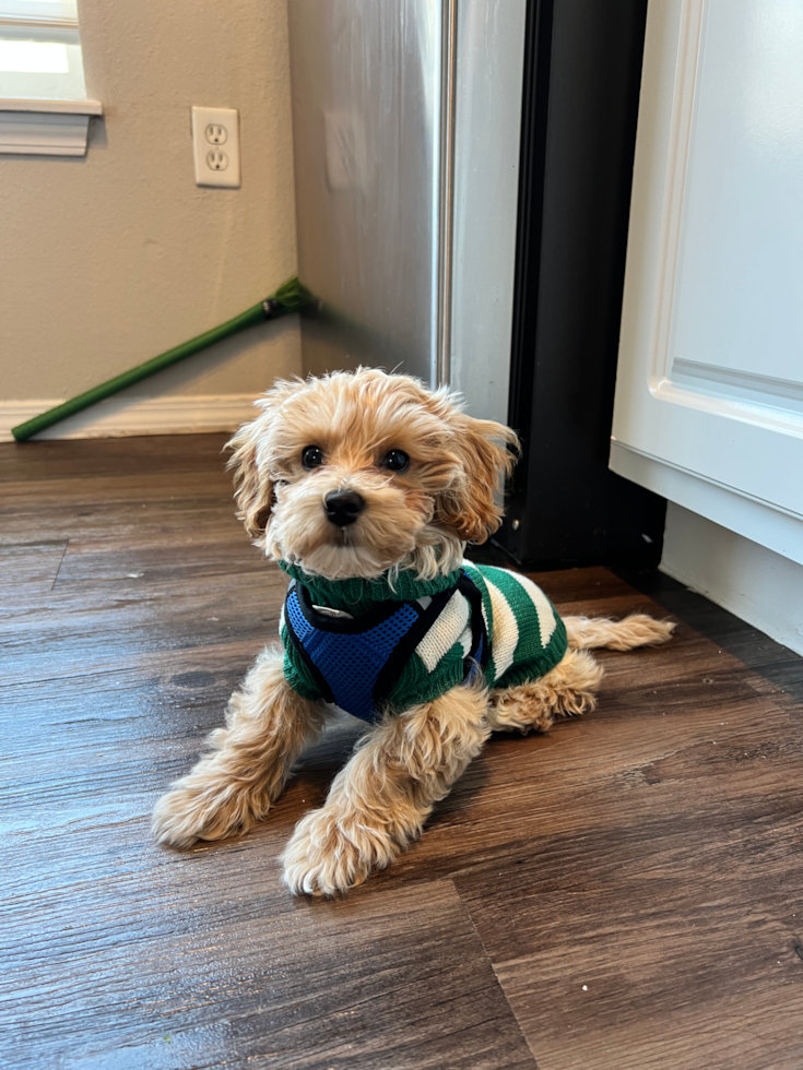 Adorable Maltese Poodle Poodle Mix Pup