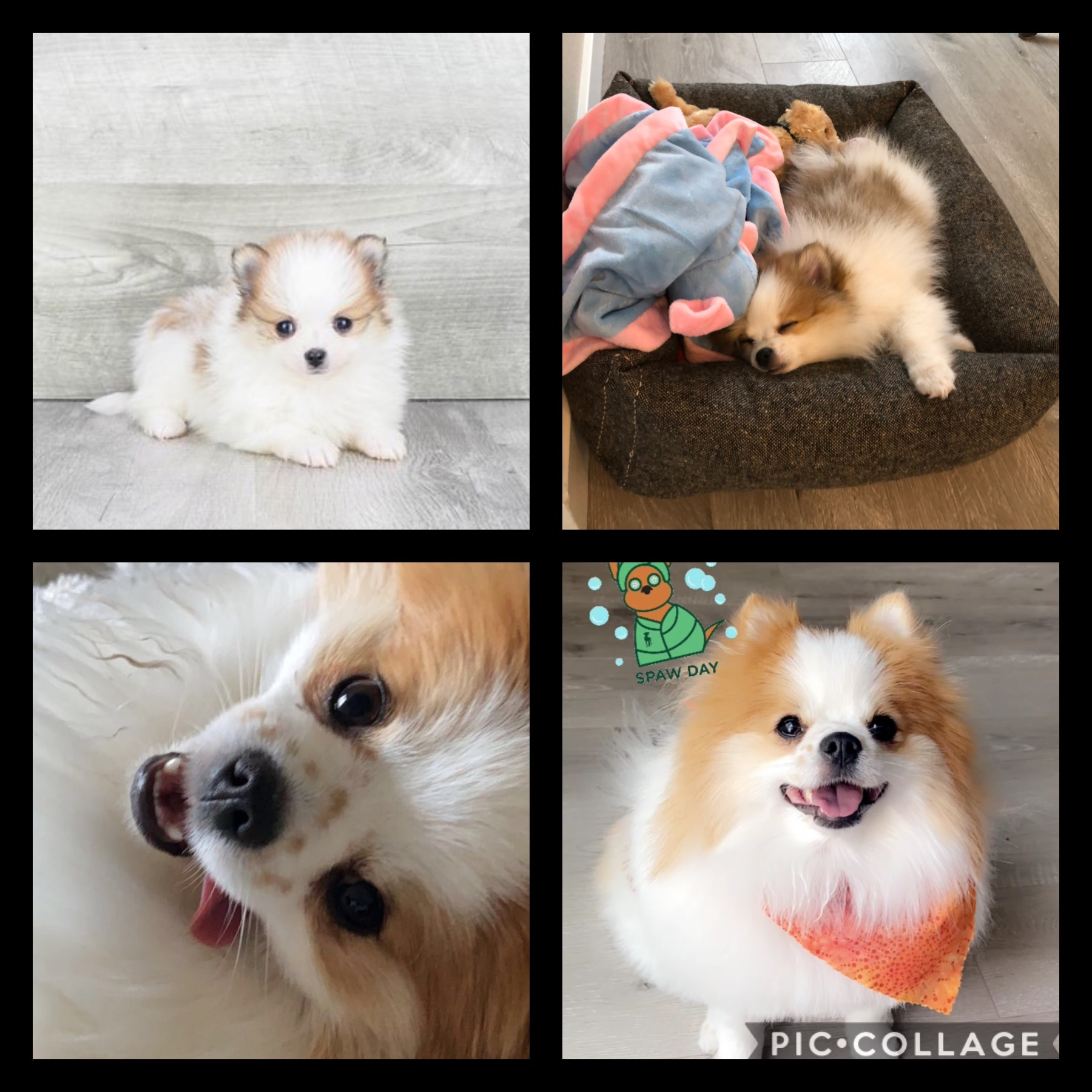 Pomeranian Puppy for Adoption