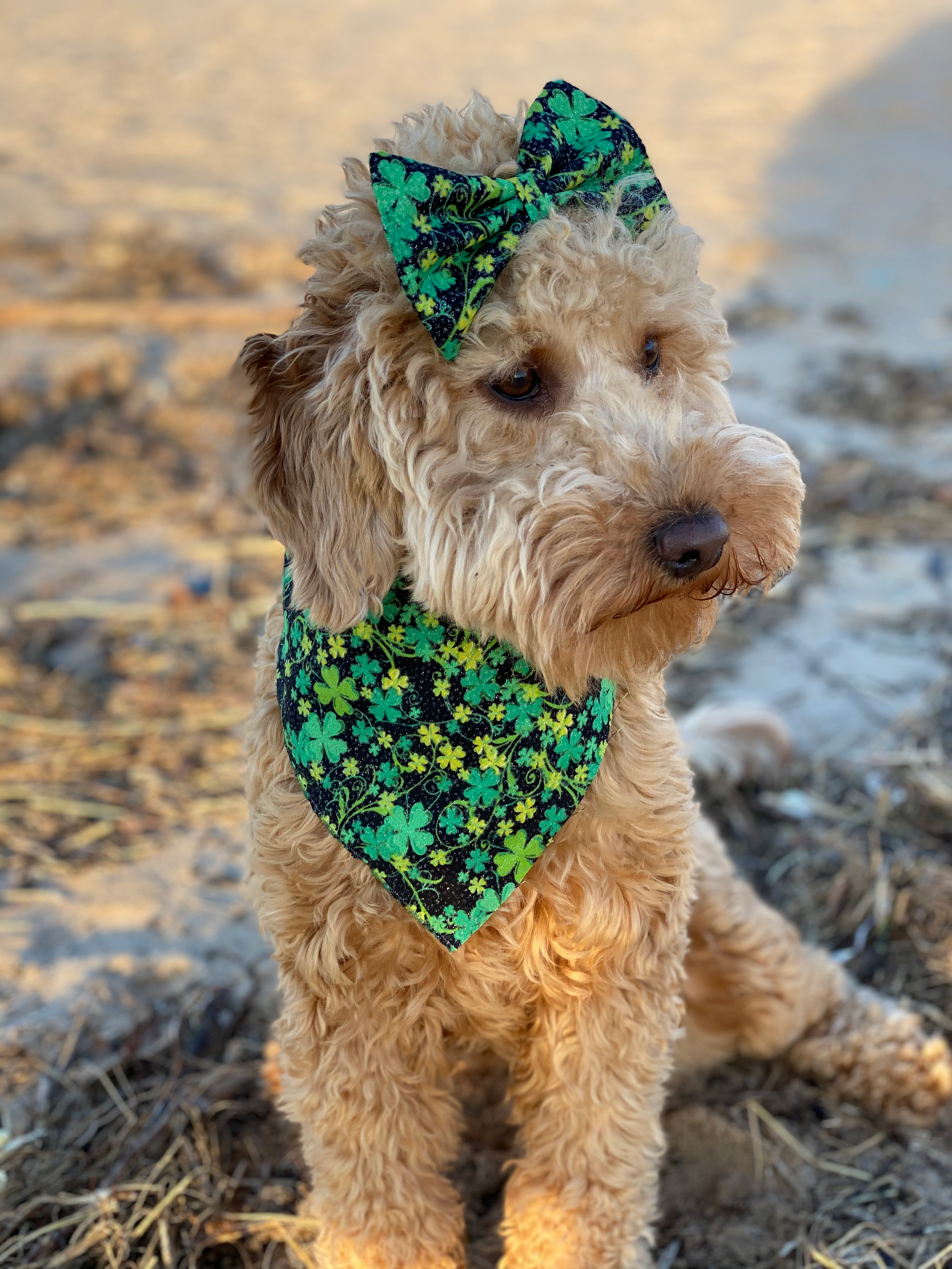 Best Mini Goldendoodle Baby