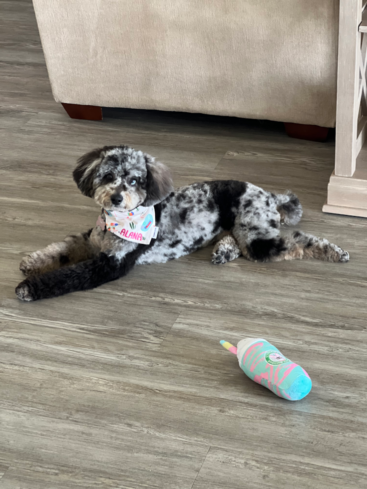 Cute Mini Aussiedoodle Pup