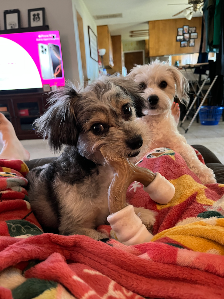 Aussiechon Being Cute