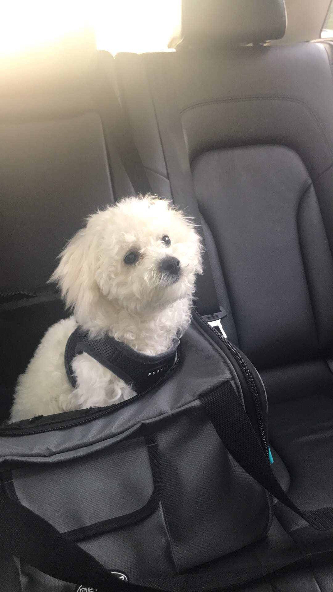 Bichon Frise Pup Being Cute
