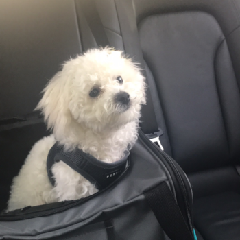 Smart Bichon Frise Pup in New Bedford MA