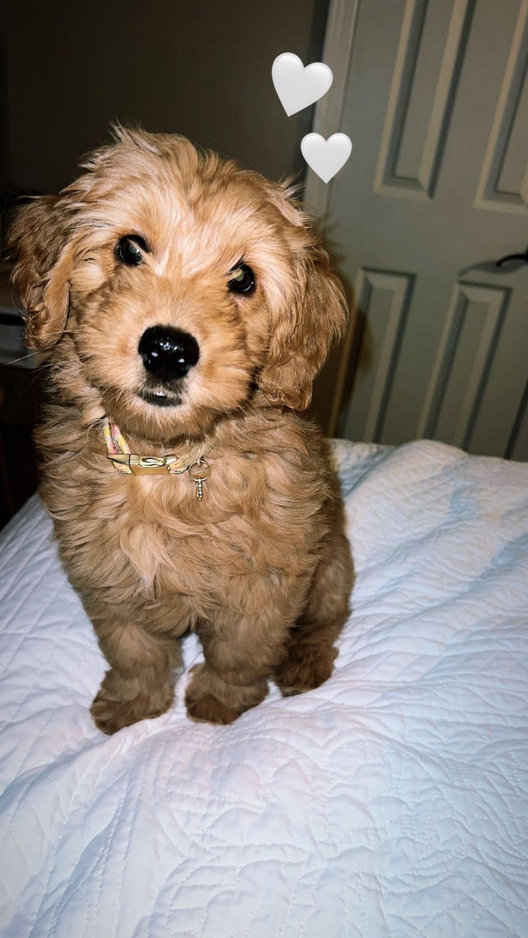 Petite Mini Goldendoodle Poodle Mix Pup