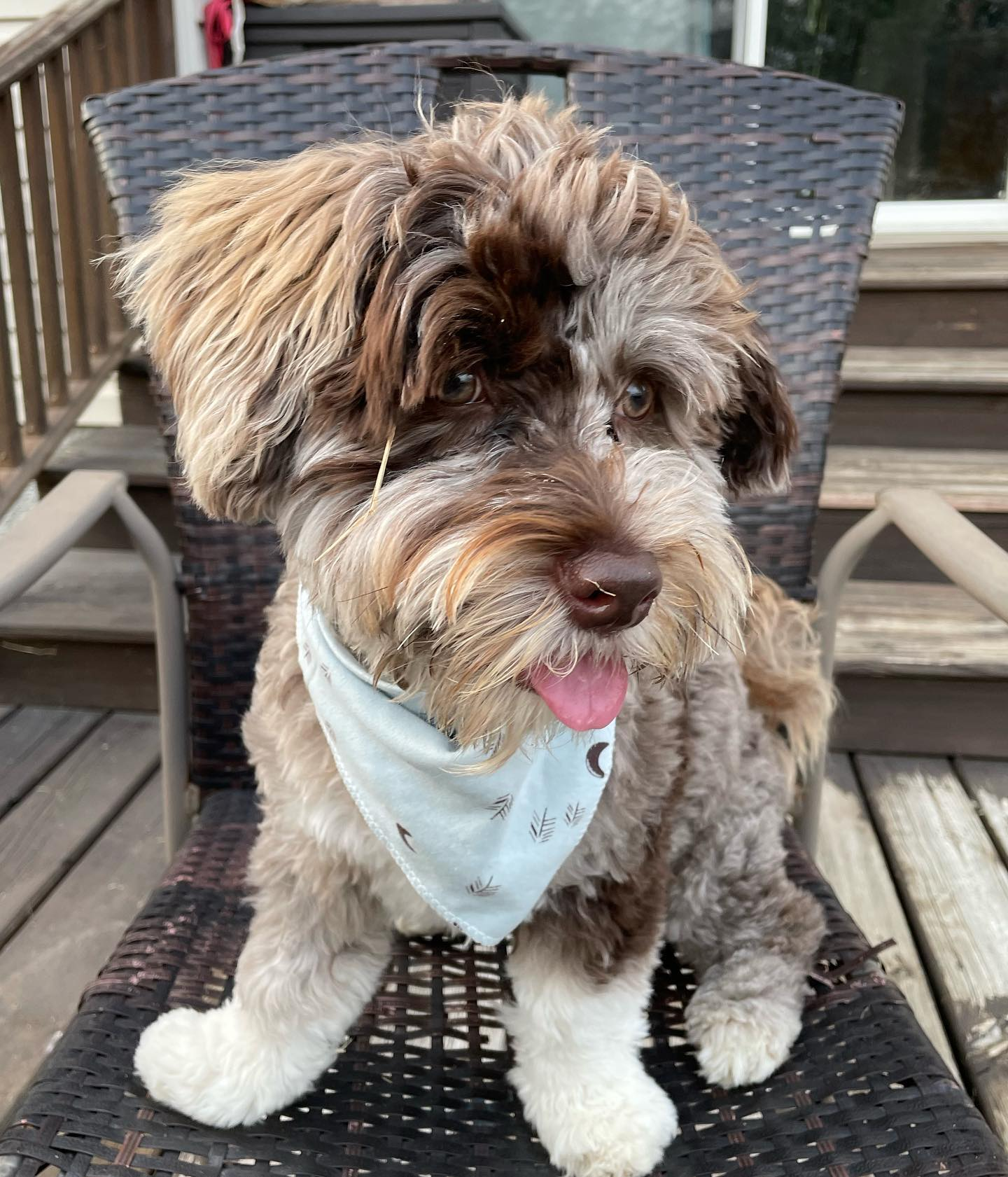 Little Havadoodle Poodle Mix Puppy