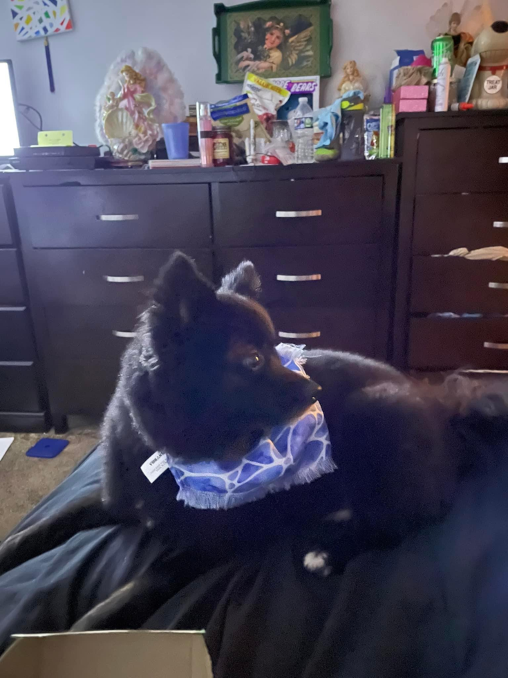 Energetic Pomeranian Pup in