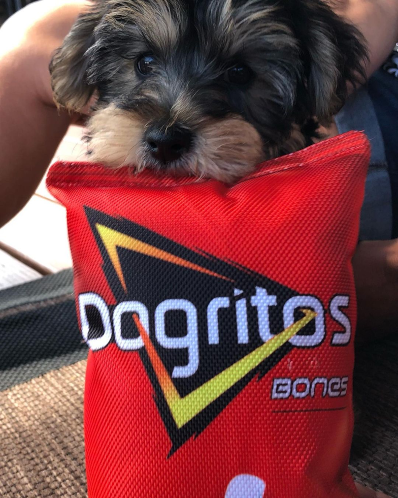 Yorkie Chon Being Cute