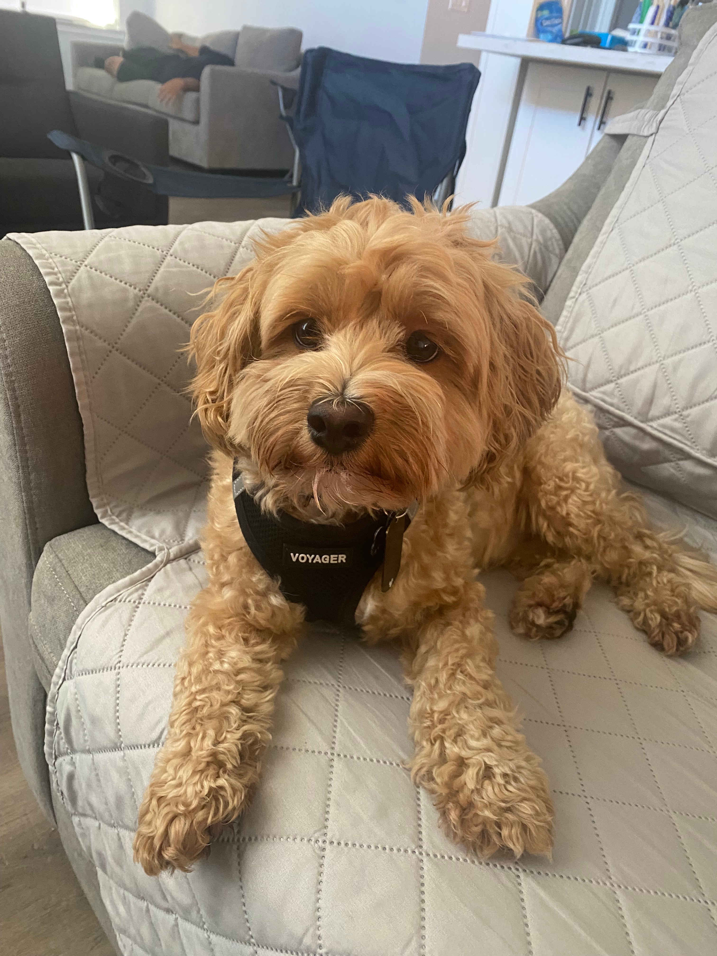Petite Maltipoo Poodle Mix Pup