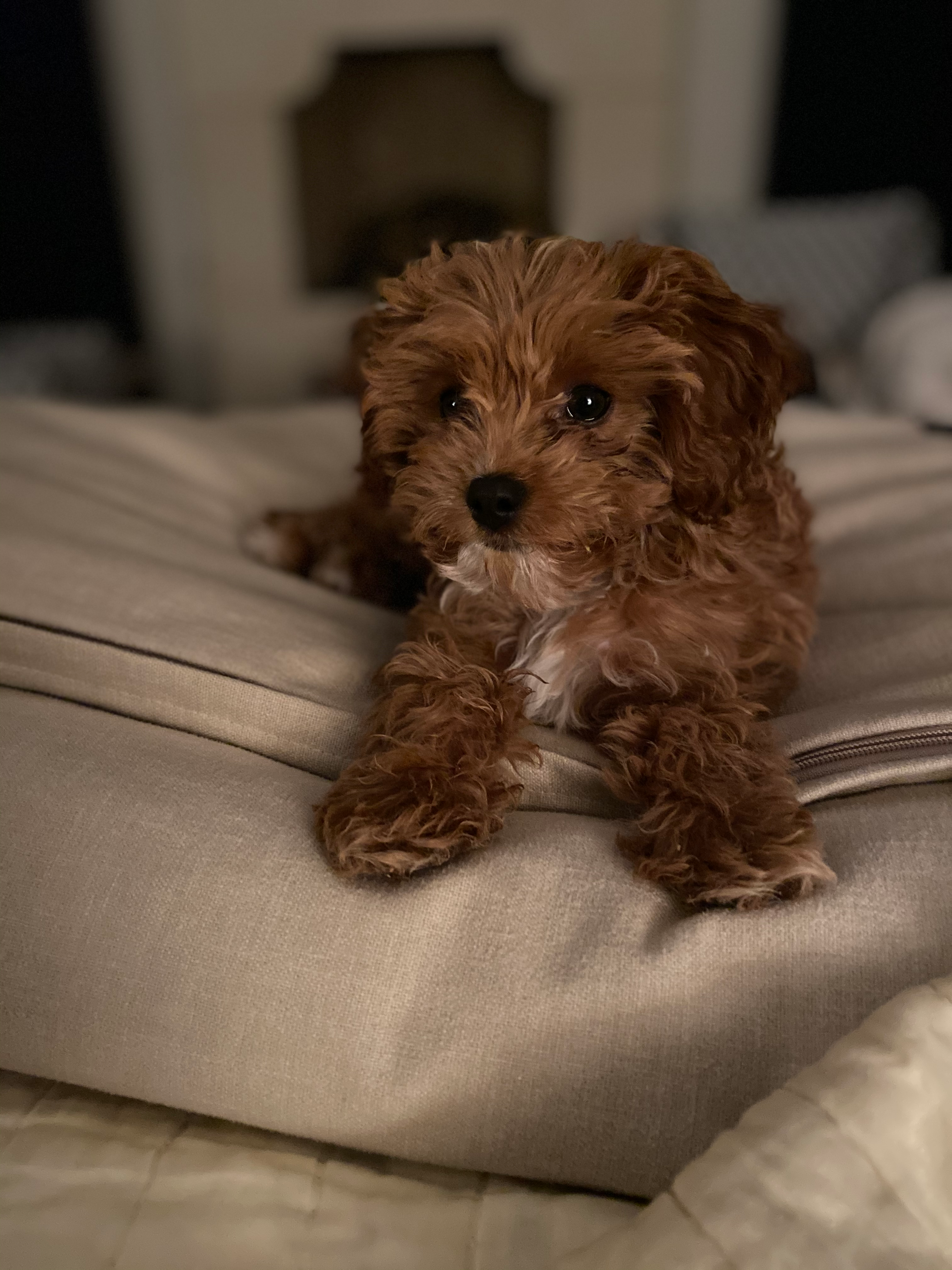 Cute Cavapoo Baby