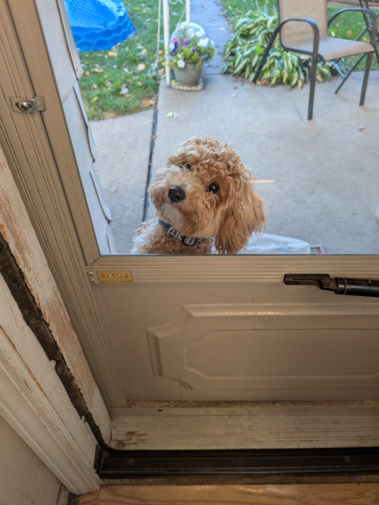 Poochon