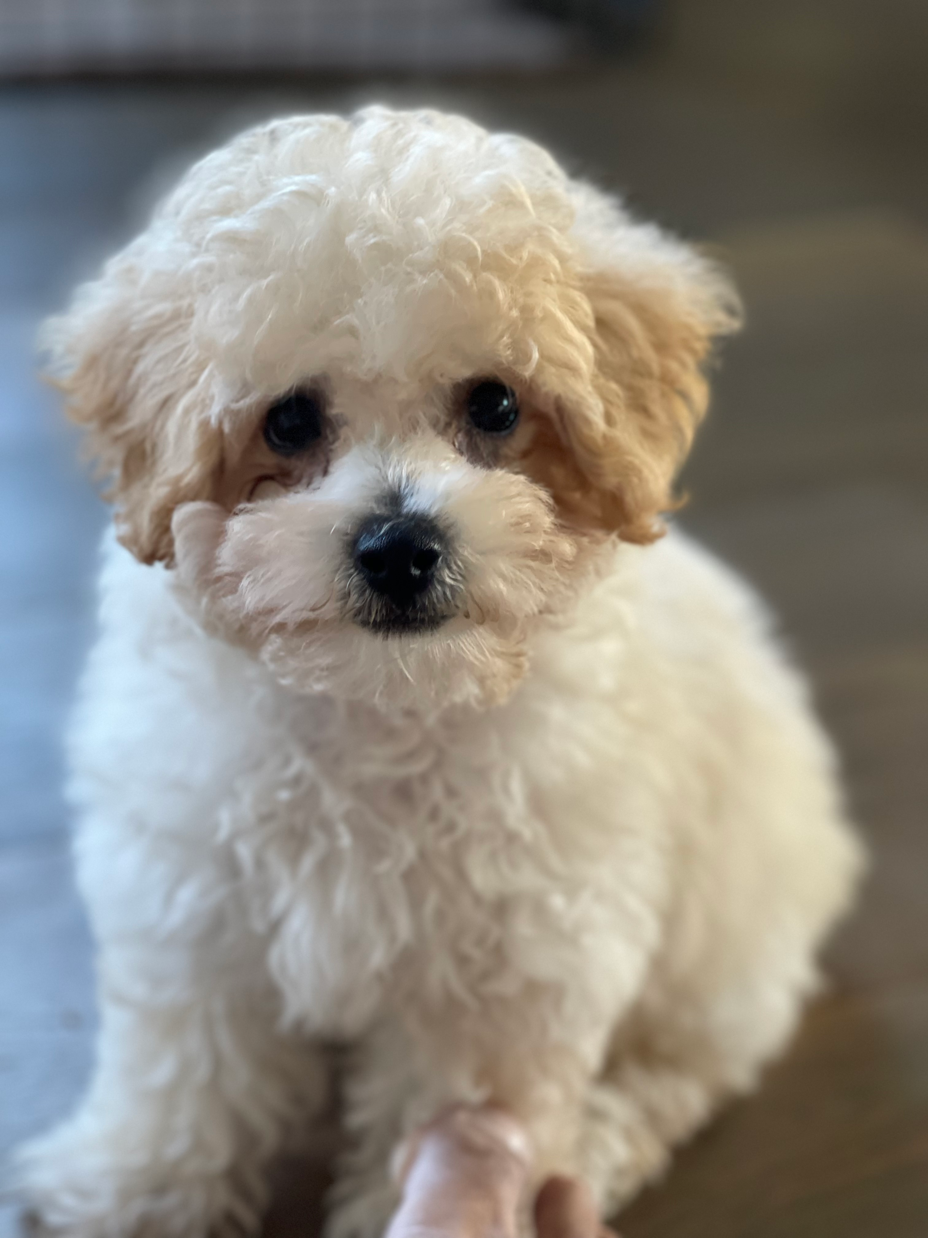 Best Poochon Baby