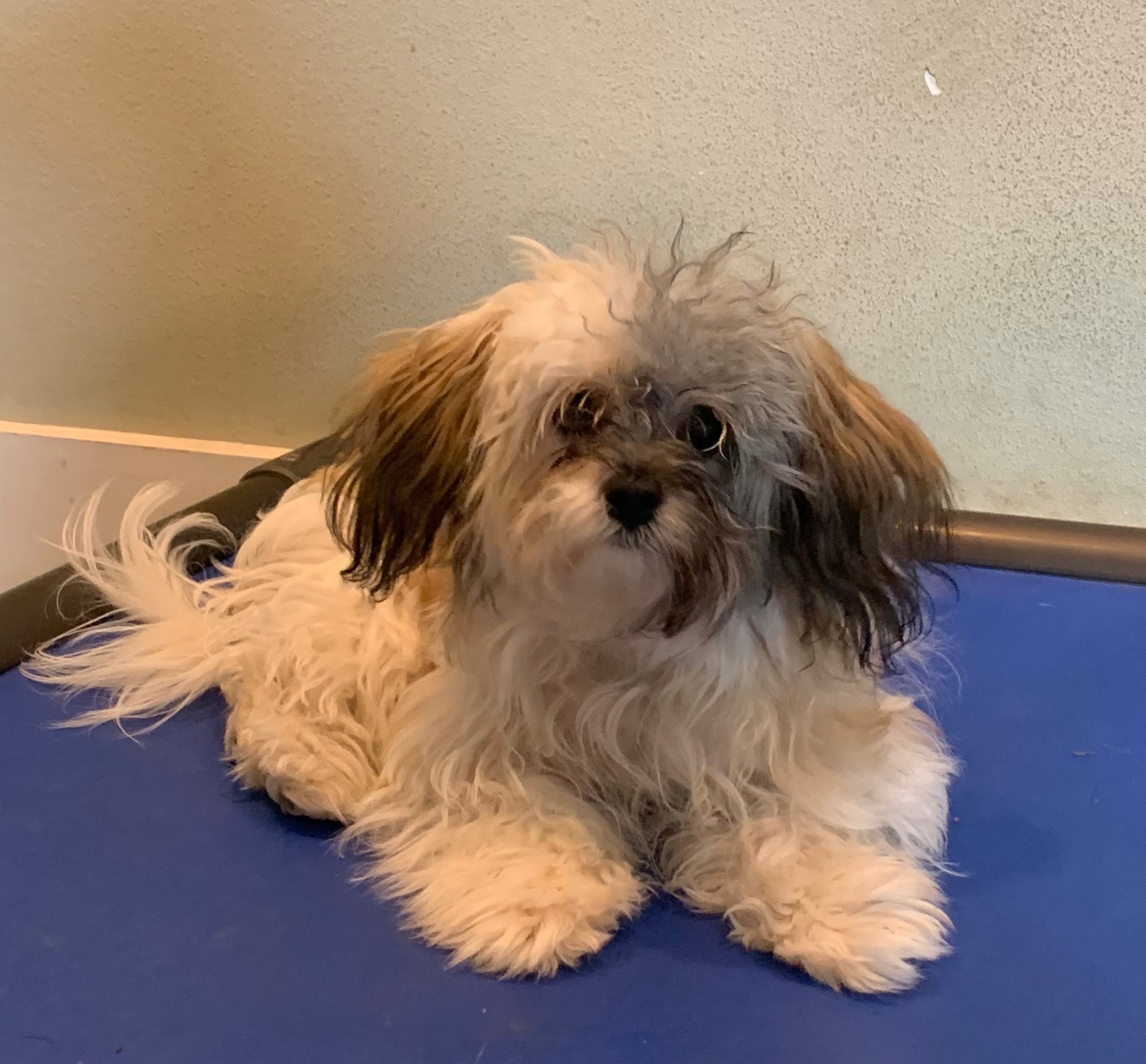 Maltipoo Puppy for Adoption
