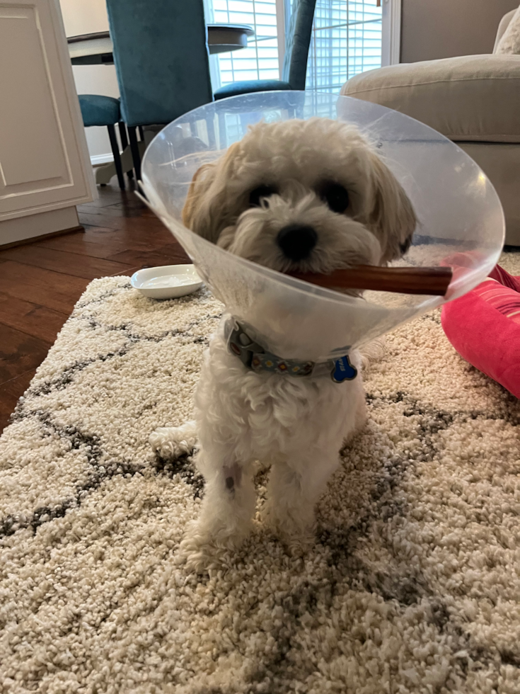 Little Havanese Designer Pup