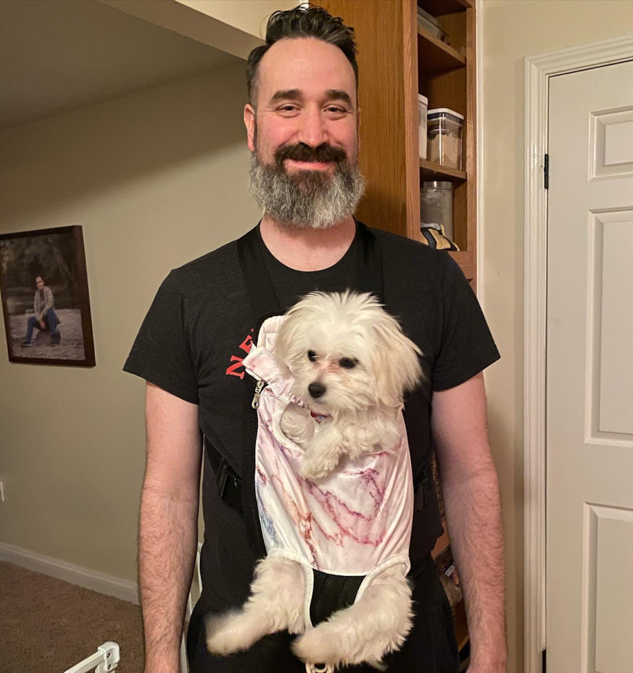 Happy Teddy Bear Pup