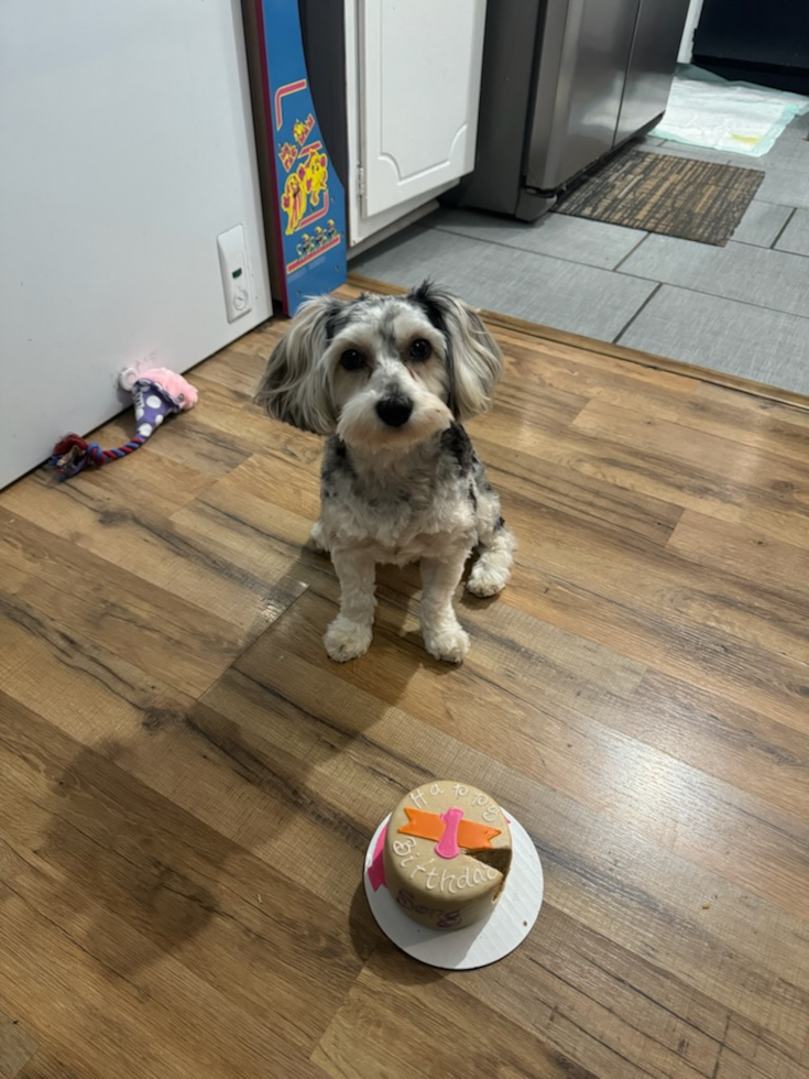 Small Yorkie Poo Pup