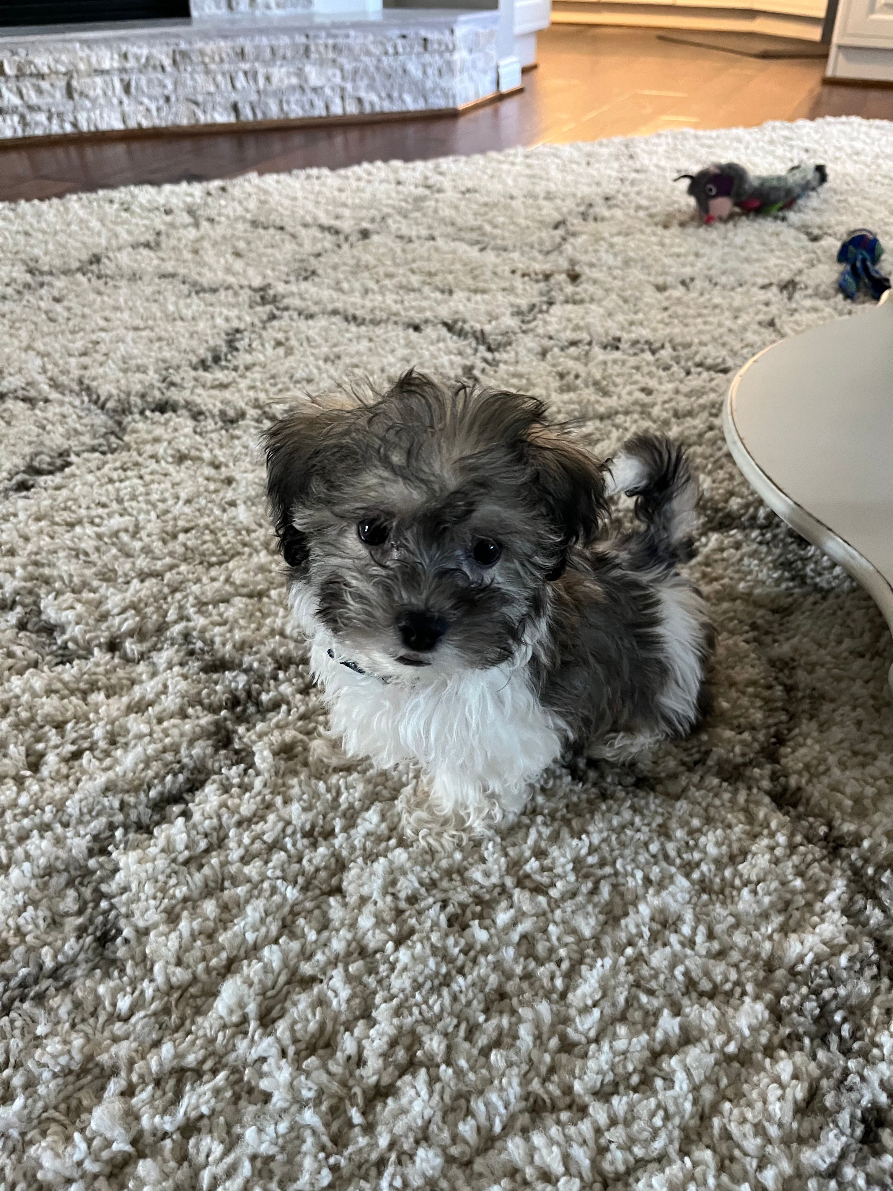 Energetic Havanese Designer Puppy