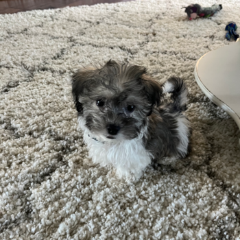 Energetic Havanese Designer Pup