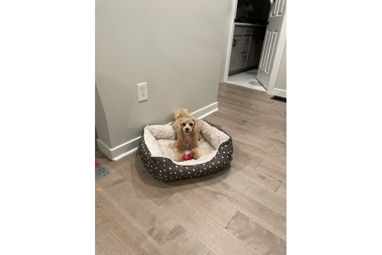 Poochon Pup Being Cute