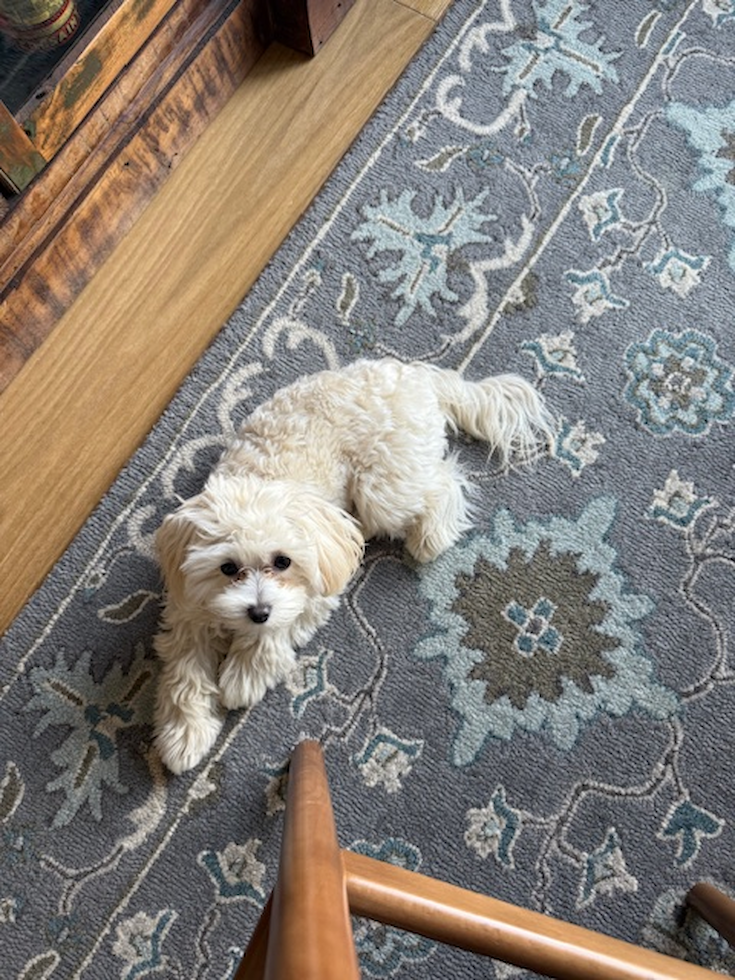 Happy Maltipoo Pup in