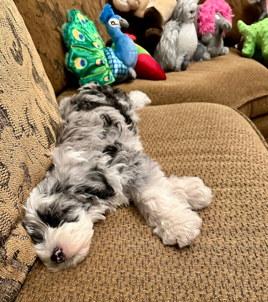 Mini Sheepadoodle Being Cute