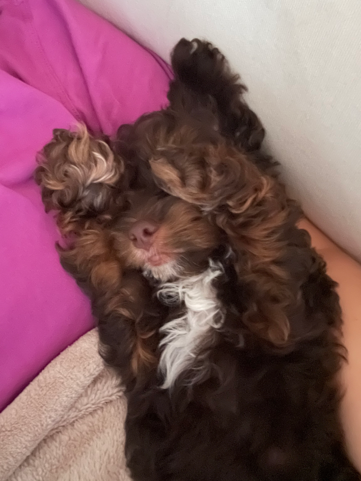 Happy Cockapoo Pup