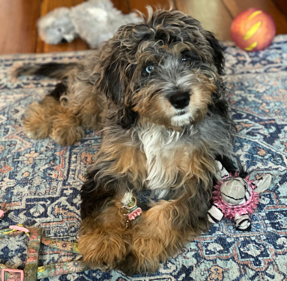 Playful Bernadoodle Poodle Mix Pup